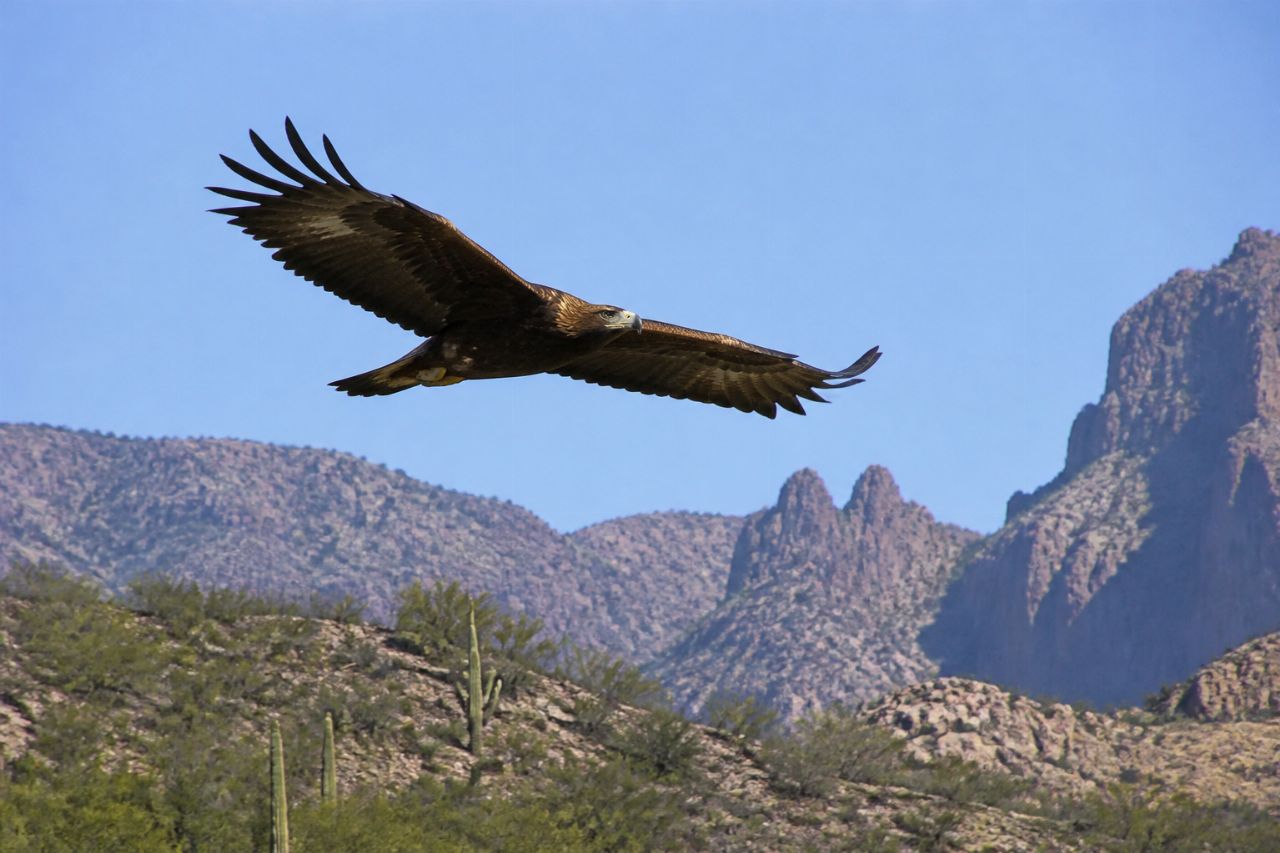Gobierno de Sonora implementa proyecto para el águila real